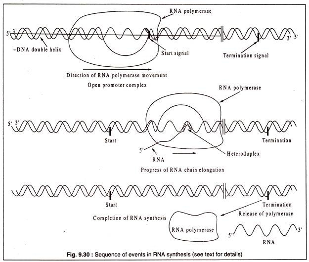 Sequence of Events in RNA Synthesis