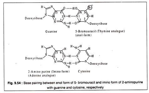 Base Pairing between Enol Form