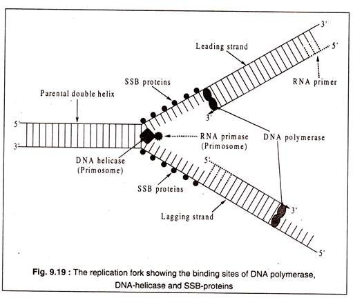 Replication Fork