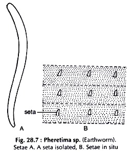 Pheretima sp.