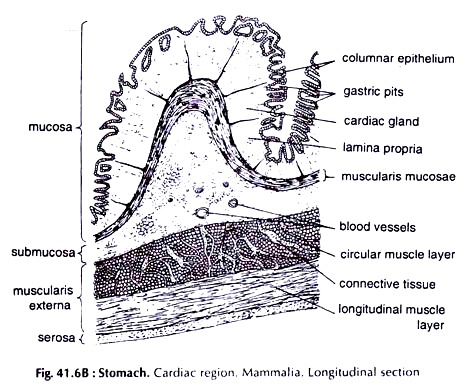 Stomach. Cardiac Region