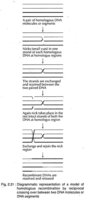 Model of Homologous Recombination