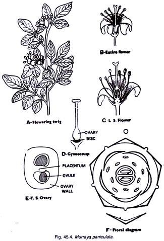 Murraya Paniculata