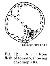 Cell from Flesh of Tomato