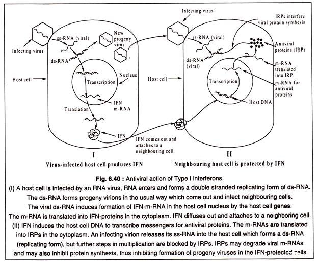 Antiviral Action of Type I Interferons