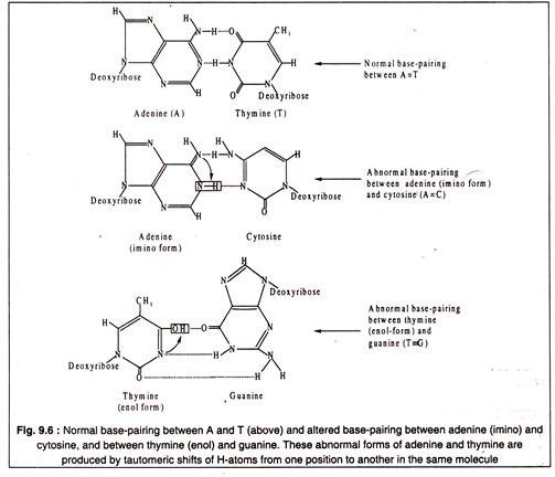 Normal Base-Pairing between A and T