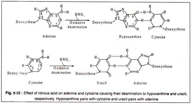 Effect of Nitrous Acid