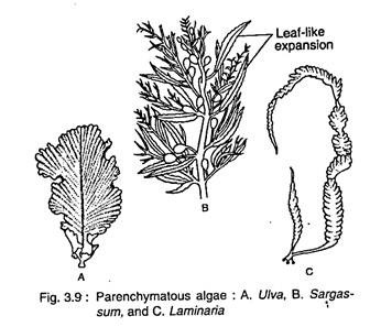 Parenchymatous Algae