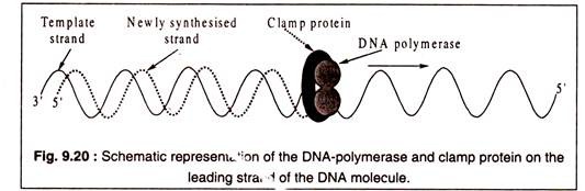 DNA-Polymerase and Clamp Protein