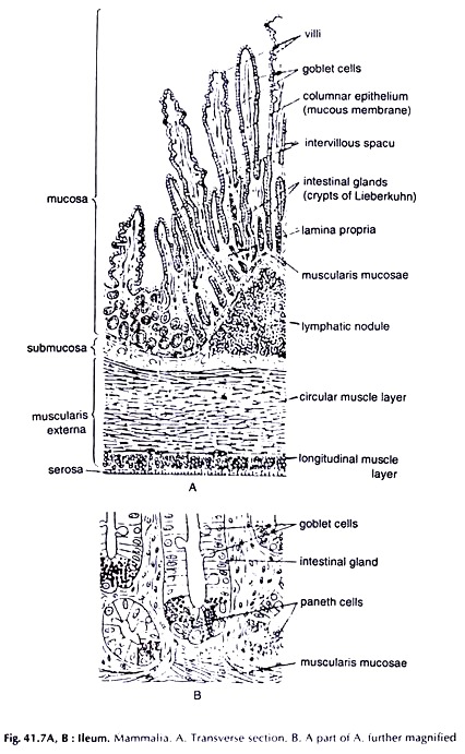 Ileum. Mammalia