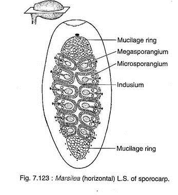 L.S. of Sporocarp