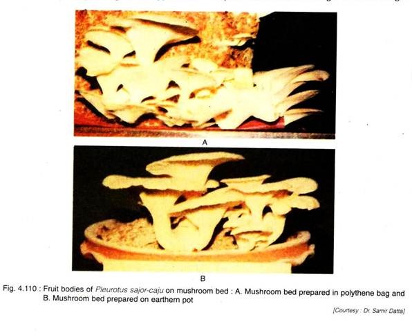 Fruit Bodies of Pleurotus Sajor-Caju on Mushroom Bed