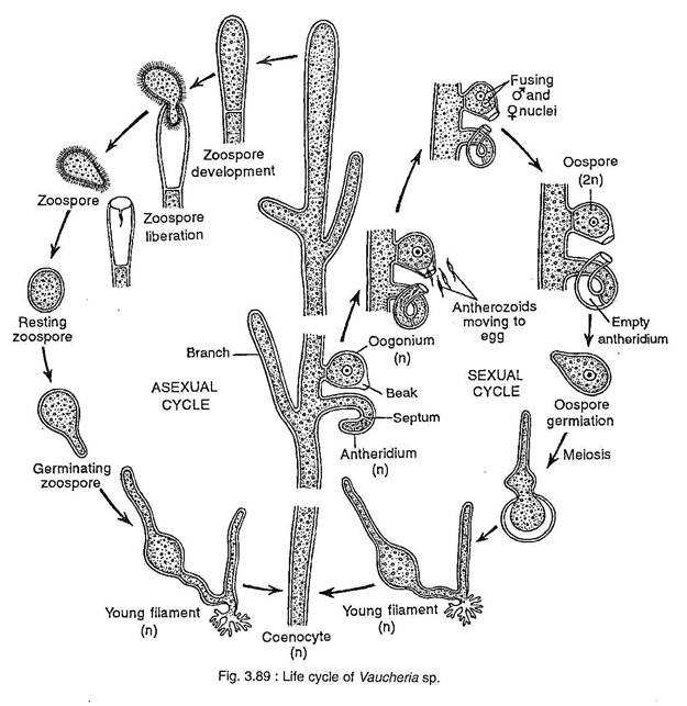 Life Cycle of Vaucheria SP