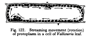 Streaming Movement of Protoplasm in a Cell of Vallisneria Leaf