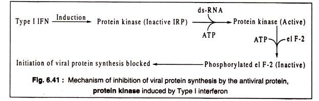 Mechanism of Inhibition of Viral Protein Synthesis