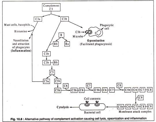 Alternative Pathway of Complement Activation