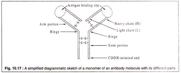 Monomer of an Antibody Molecule