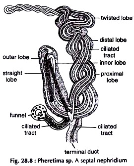 Pheretima sp. A Septal Nephridium