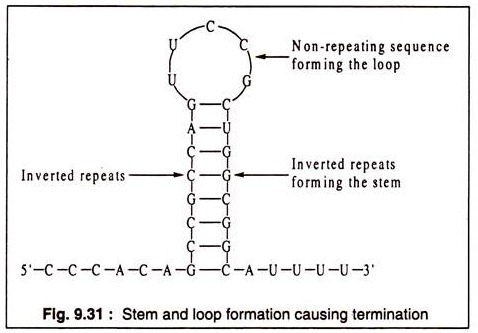 Stem and Loop Formation Causing Termination