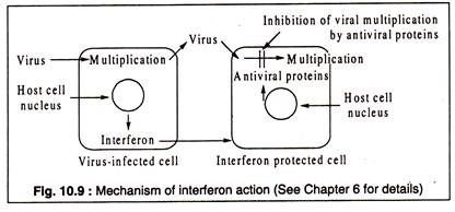 Mechanism of Interferon Action