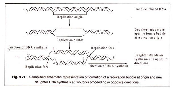 Formation of a Replication Bubble