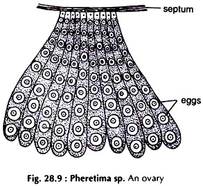 Pheretima sp. An Ovary