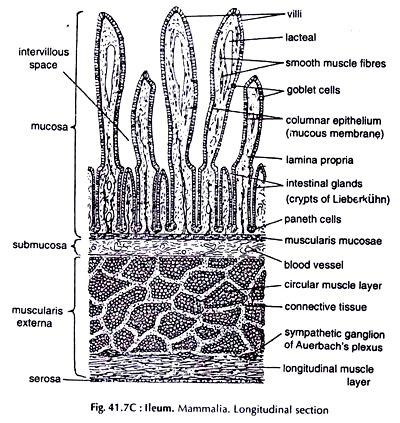 Ileum. Mammalia. Longitudinal Section