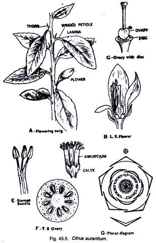 Citrus Aurantium