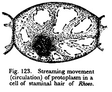 Streaming Movement of Protoplasm in a Cell of Staminal Hair of Rhoeo