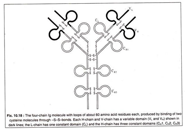 Four-Chain lg Molecule