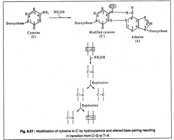 Modification of Cytosine