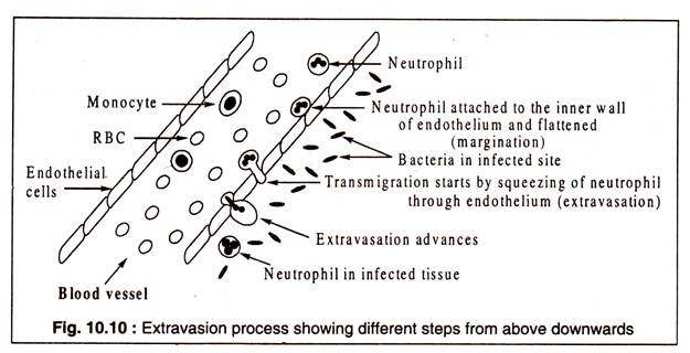 Extravasion Process