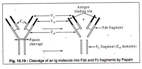 Cleavage of an lg Molecule