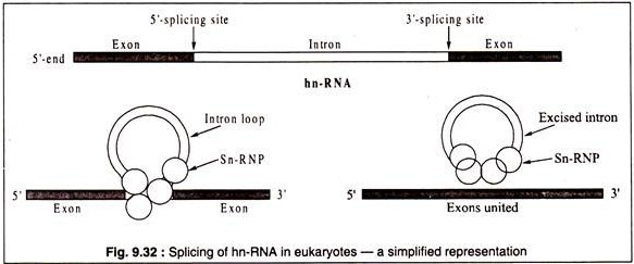 Splicing of hn-RNA