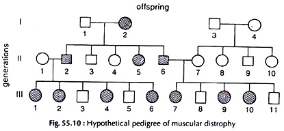 Hypothetical Pedigree of Muscular Distrophy