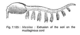 Extrusion of the Sori on the Mucilaginous Cord