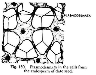 Plasmodesmata