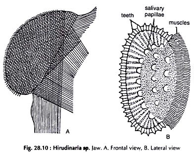 Hirudinaris sp. Jaw