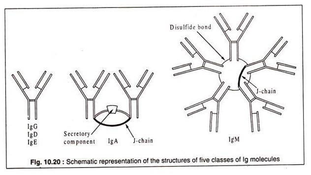 Structures of Live Classes of lg Molecules