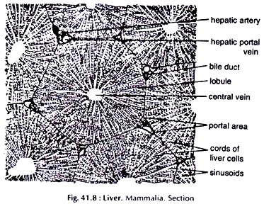 Liver. Mammalia. Section
