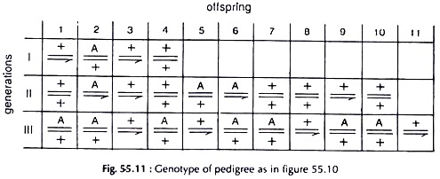 Genotype of Pedigree