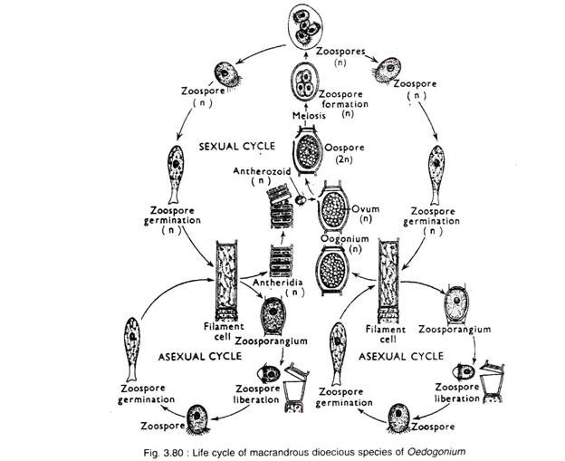 Life Cycle of Macrandrous Dioecious Species of Oedogonium