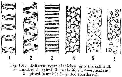 Different Types of Thickening of the Cell Wall