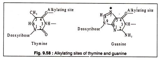 Alkylating Sites of Thymine and Guanine