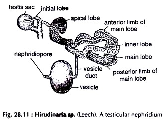 Testicular Nephridum