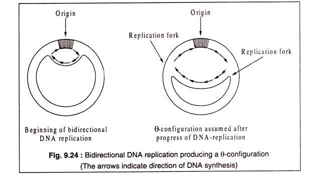 Bidirectional DNA Replication