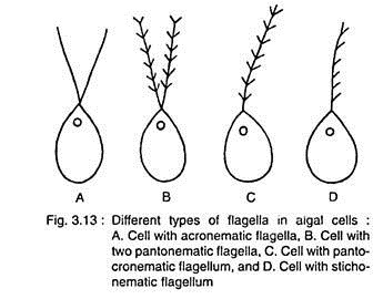 Different Types of Flagella in Algal Cells 