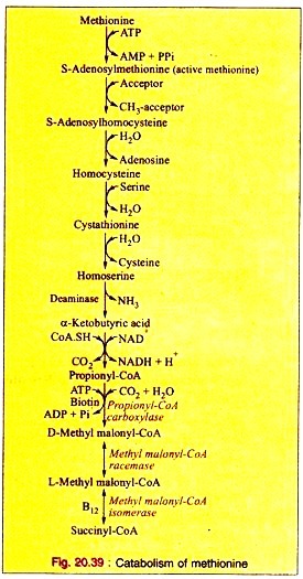 Kinetics of Enzyme-Reactions: Michaelis-Menten Equation