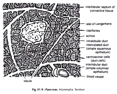 Pancreas. Mammalia. Section