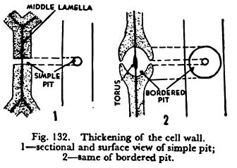 Thickening of the Cell Wall